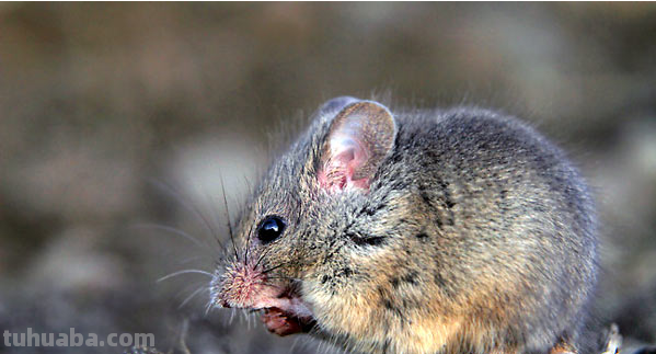 小老鼠最简单的画法