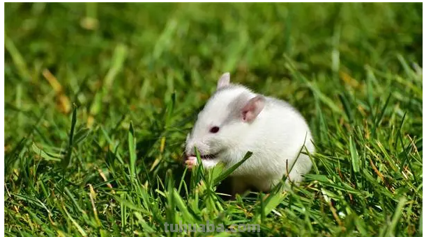 小老鼠最简单的画法