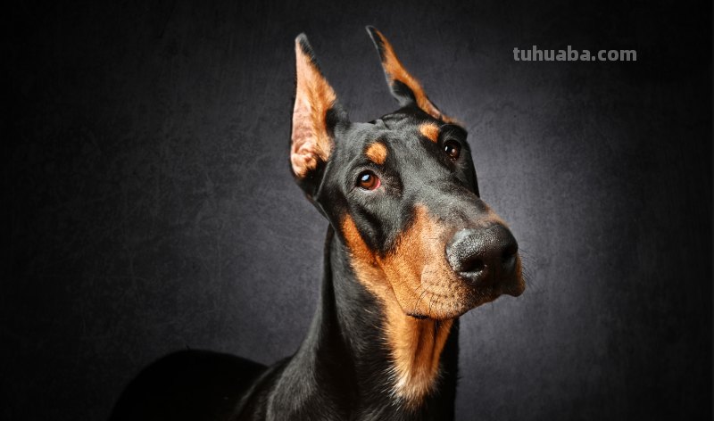 杜宾犬长什么样子,有哪些关于杜宾犬的详细介绍,这种狗狗怎么样呢?