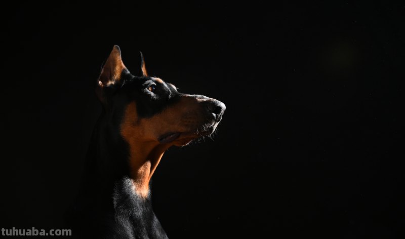 杜宾犬长什么样子,有哪些关于杜宾犬的详细介绍,这种狗狗怎么样呢?
