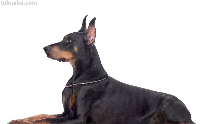 杜宾犬长什么样子,有哪些关于杜宾犬的详细介绍,这种狗狗怎么样呢?