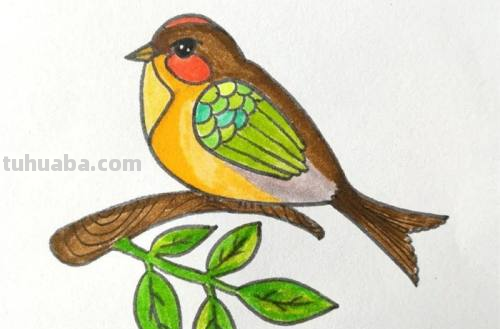 小鸟怎么画简单又好看 可爱