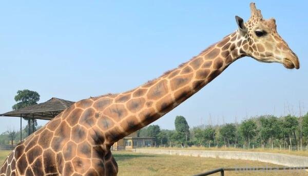 怎样画漂亮的长颈鹿