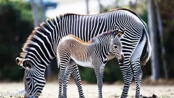 如何画一只斑马