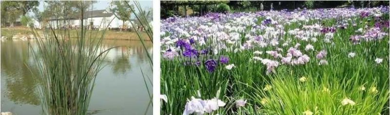 干货！适合零基础学习的水景植物画法教程，简单易学，一起来临摹