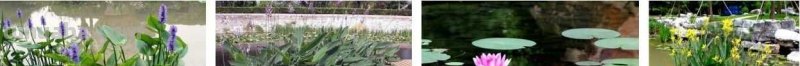 干货！适合零基础学习的水景植物画法教程，简单易学，一起来临摹