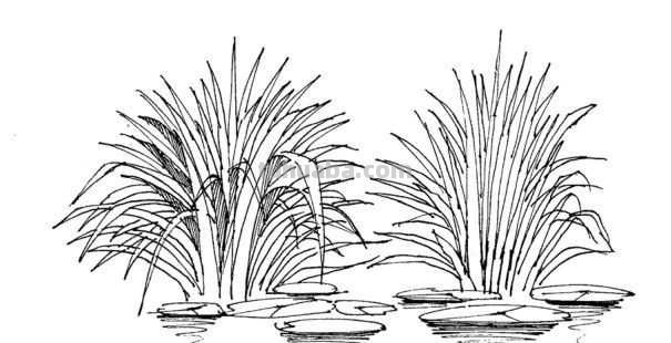 干货！适合零基础学习的水景植物画法教程，简单易学，一起来临摹