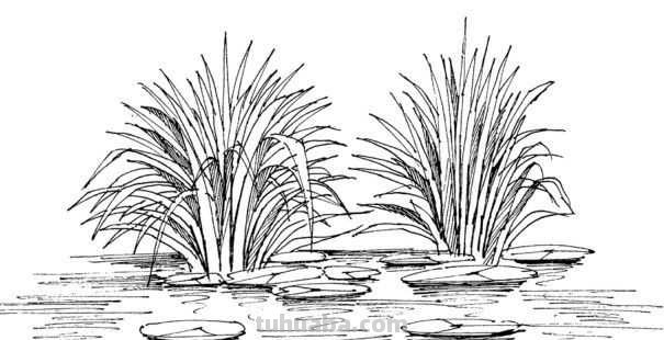 干货！适合零基础学习的水景植物画法教程，简单易学，一起来临摹