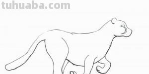 小豹子怎么画 小豹子怎么画简单又可爱