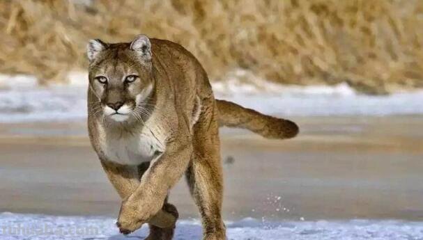 猎豹怎么画简单又帅气