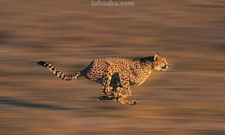 猎豹怎么画简单又帅气