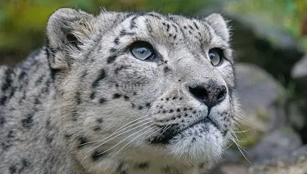 中国豹子的画法