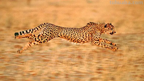 中国豹子的画法