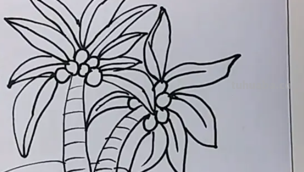 椰子树怎么画图片