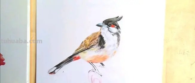 怎么用彩铅画鸟儿 怎么画小鸟步骤教学? 怎么用彩铅画鸟儿 怎么画小鸟步骤教学?