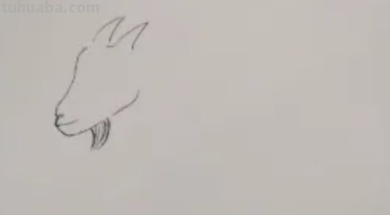 山羊简笔画 山羊简笔画图片大全