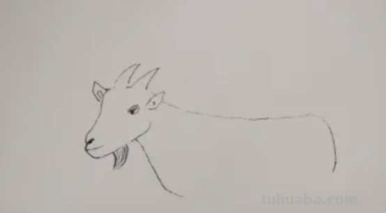 山羊怎么画图片