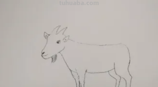 山羊怎么画图片