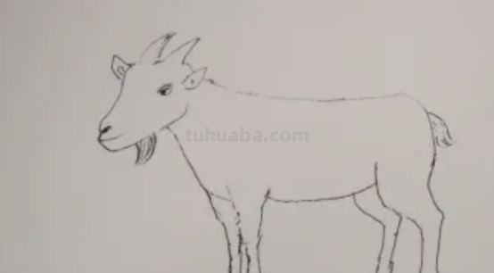 山羊怎么画图片