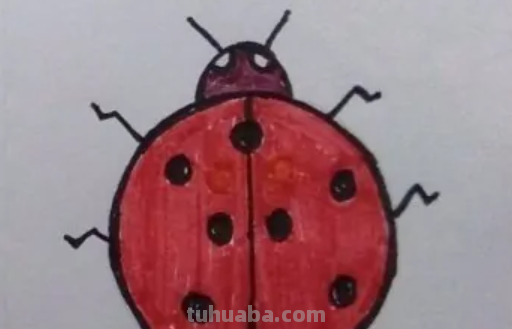 七星瓢虫怎么画简笔画