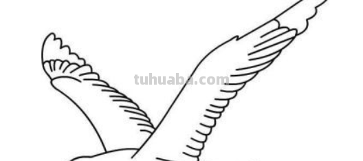 海鸥怎么画