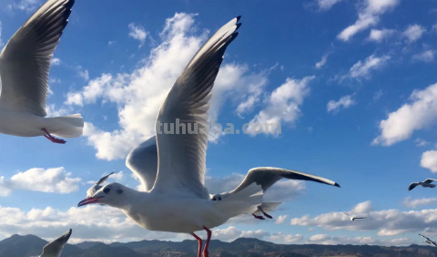 海鸥怎么画 一步一步