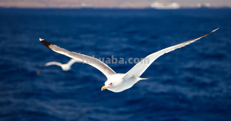 海鸥怎么画 一步一步