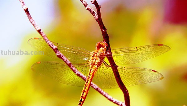 蜻蜓简笔画怎么画