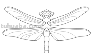 蜻蜓简笔画的翅膀有哪些画法