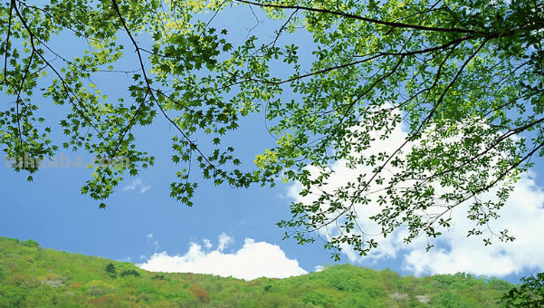 清明节手抄报怎么画的