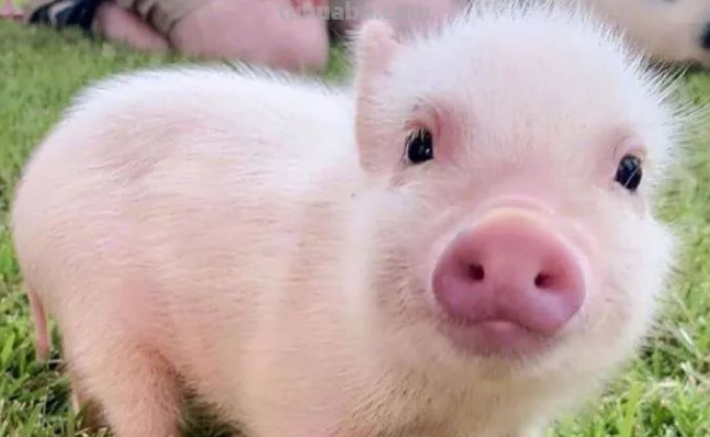 猪猪怎么画简单可爱