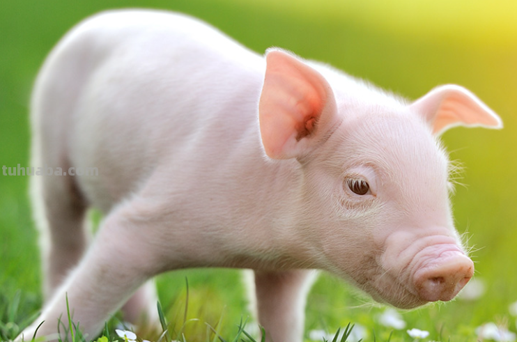 小猪怎么画简笔画