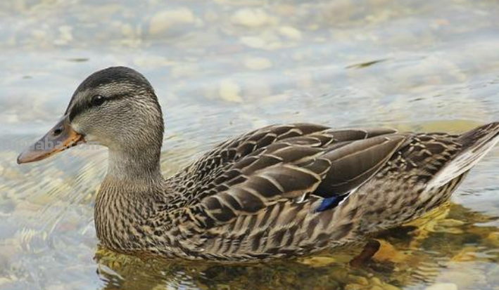 小鸭子怎么画简笔画
