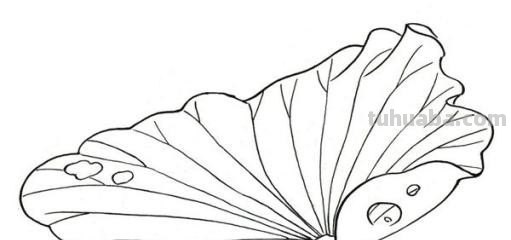 树叶的简笔画怎么画?