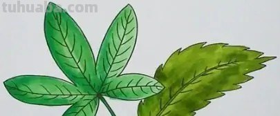 小树叶怎么画