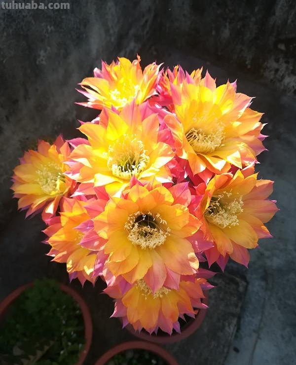 盆栽仙人球，这款很优秀，花色仙气十足，开花勤快，养护也容易