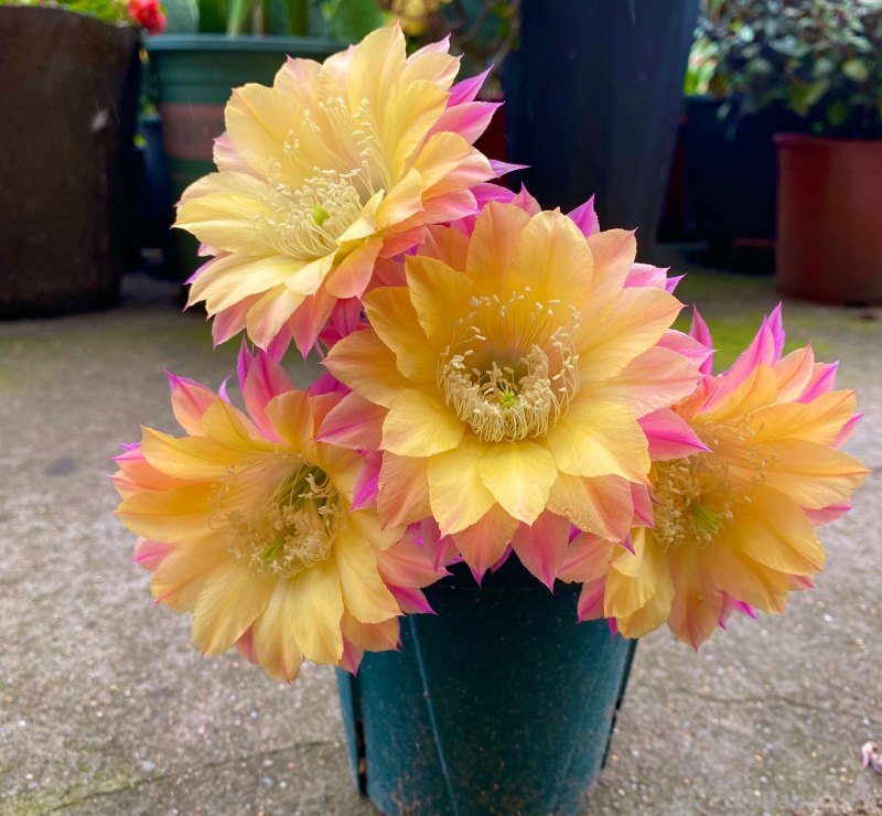 盆栽仙人球，这款很优秀，花色仙气十足，开花勤快，养护也容易