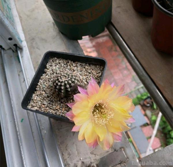 盆栽仙人球，这款很优秀，花色仙气十足，开花勤快，养护也容易