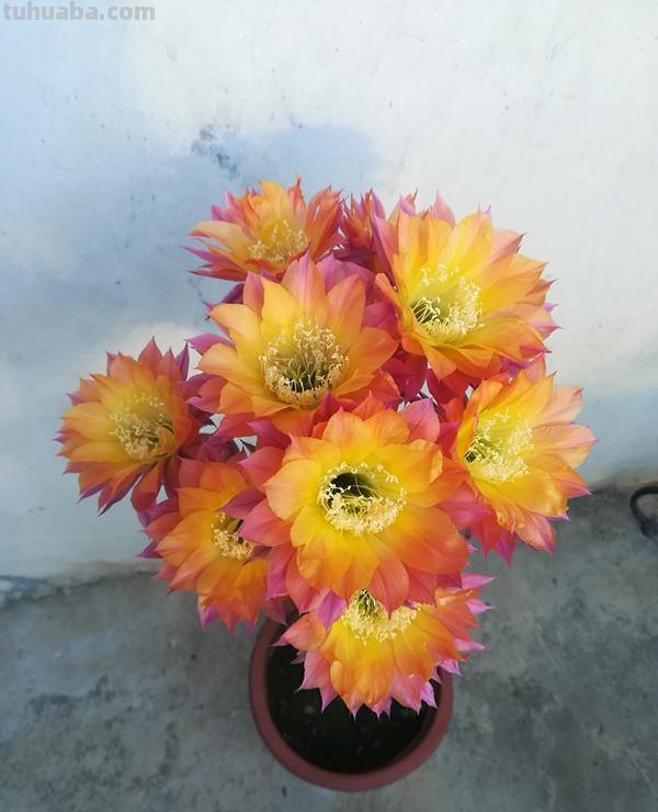 盆栽仙人球，这款很优秀，花色仙气十足，开花勤快，养护也容易