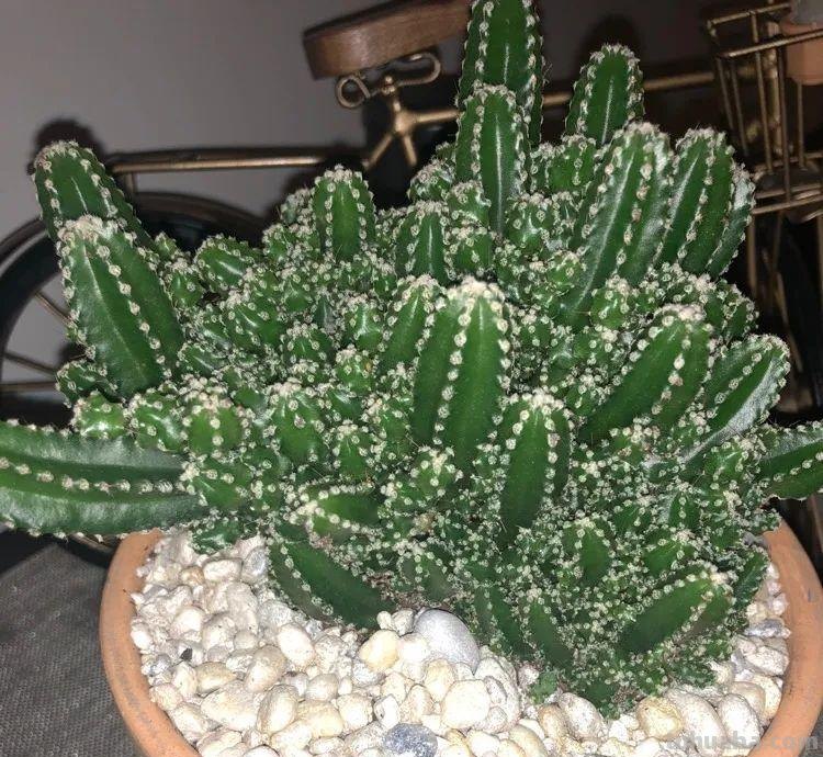 8种很适合作为礼品送给自己的盆栽绿植，养在桌面上能长得滋润