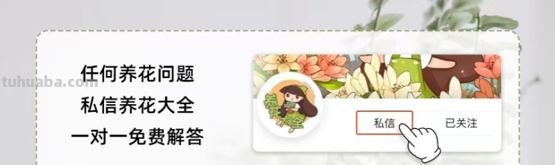 超耐旱的仙人掌，半个月浇一次水，照样开出“大荷花”