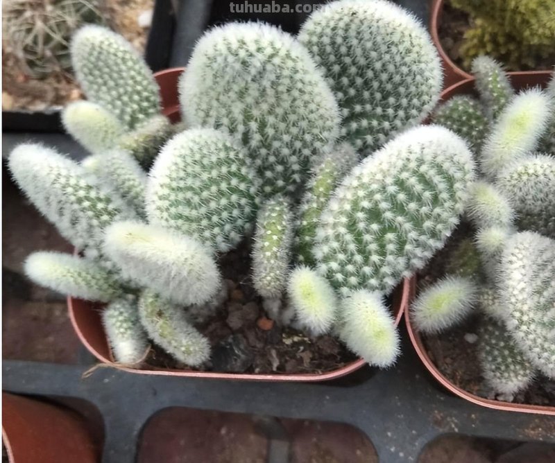 超耐旱的仙人掌，半个月浇一次水，照样开出“大荷花”