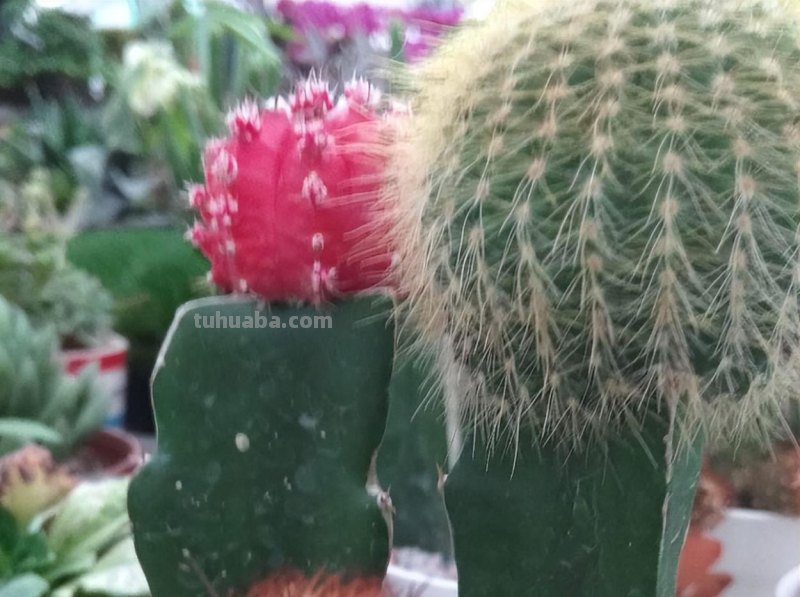 超耐旱的仙人掌，半个月浇一次水，照样开出“大荷花”