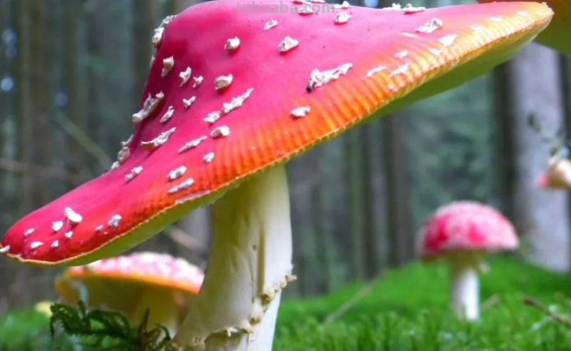 蘑菇怎么画简笔画图片