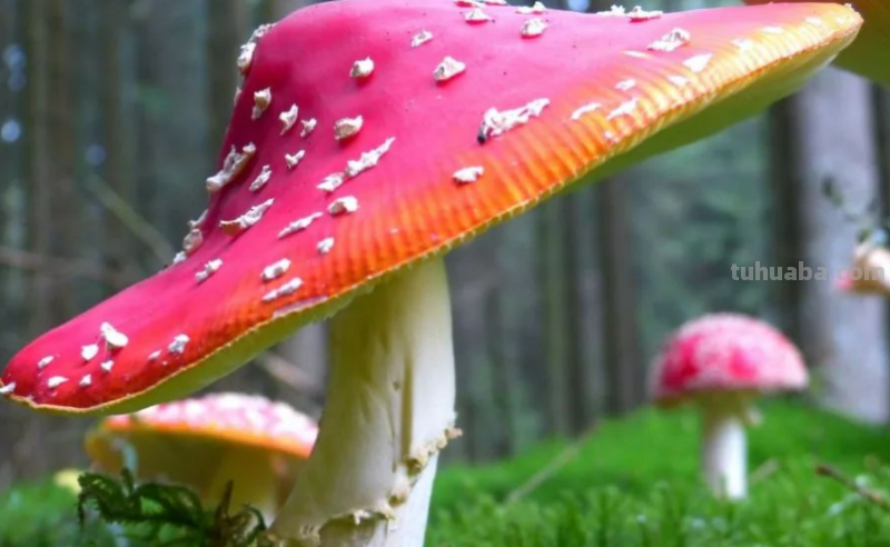 蘑菇怎么画简笔画图片