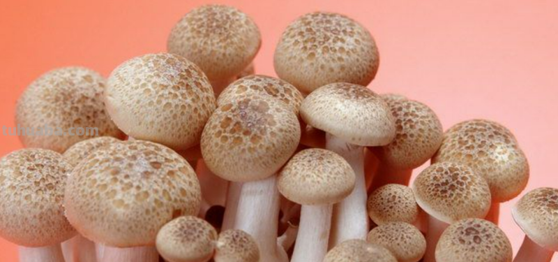 蘑菇的颜色怎么画