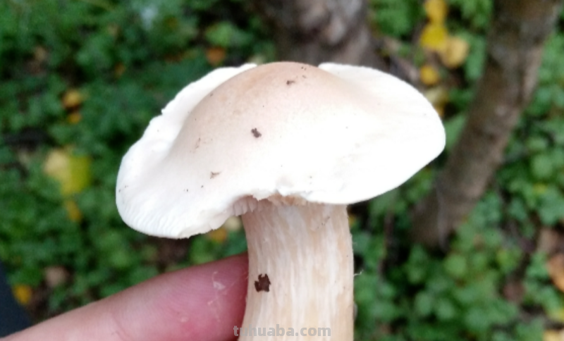 蘑菇的颜色怎么画