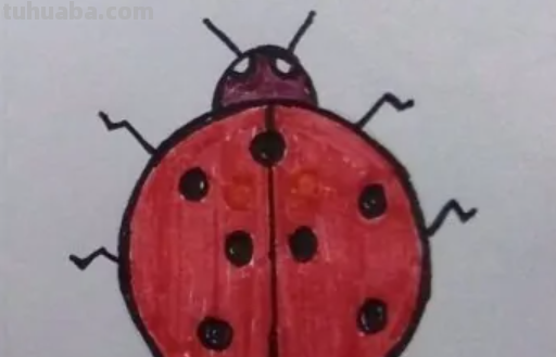 七星瓢虫怎么画简笔画