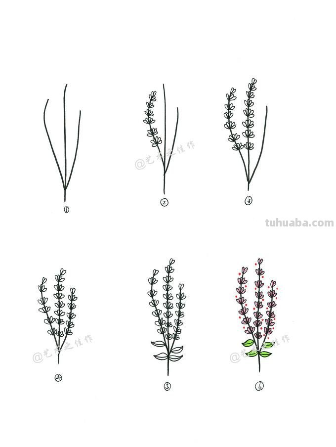 很详细的植物简笔画教程~手残党接招！来~动手画起来吧~