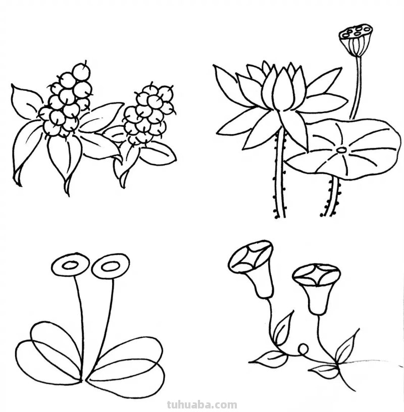 一套常用的植物简笔画，非常适合零基础临摹学习！